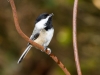 Black-capped Chickadee