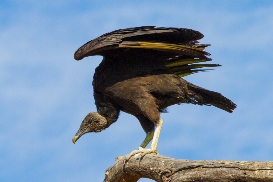 Black Vulture