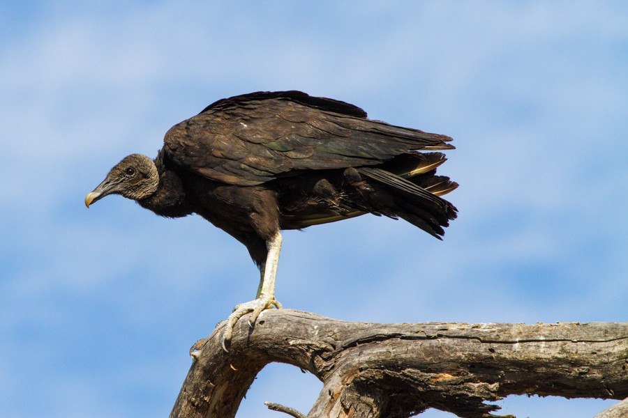 Black Vulture