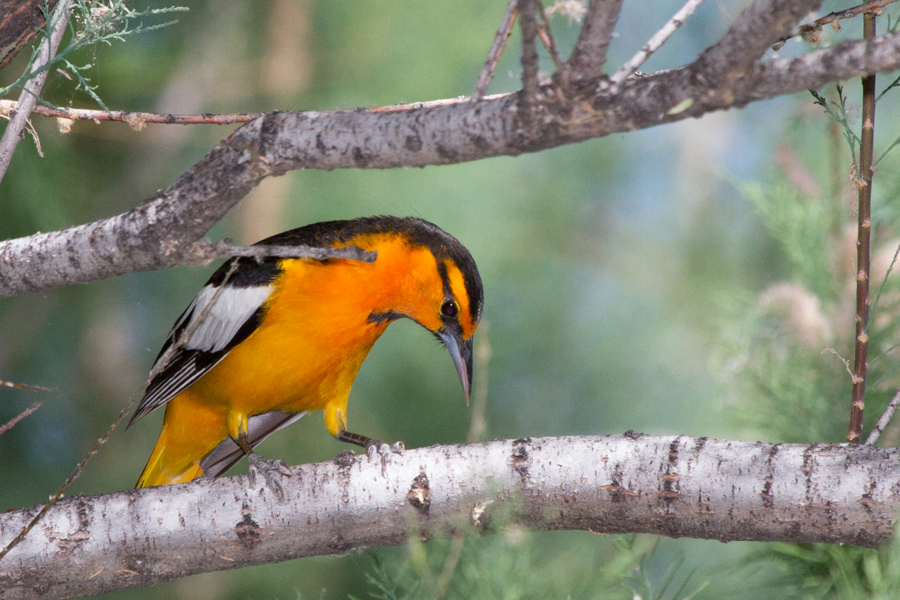 Bullock\'s Oriole