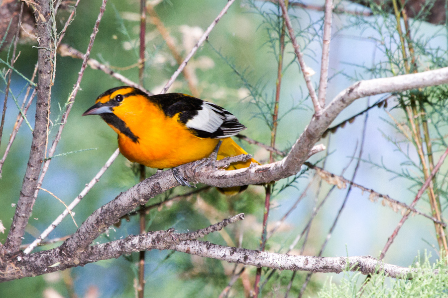 Bullock\'s Oriole