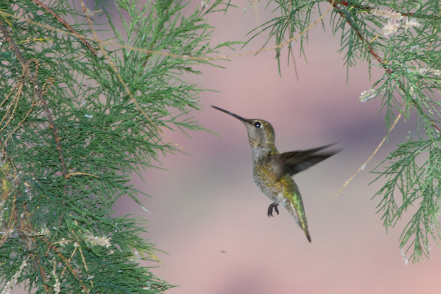 Anna\'s Hummingbird