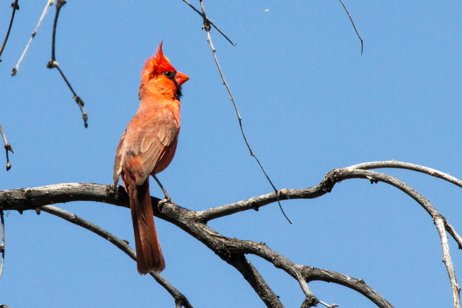 Northern Cardinal