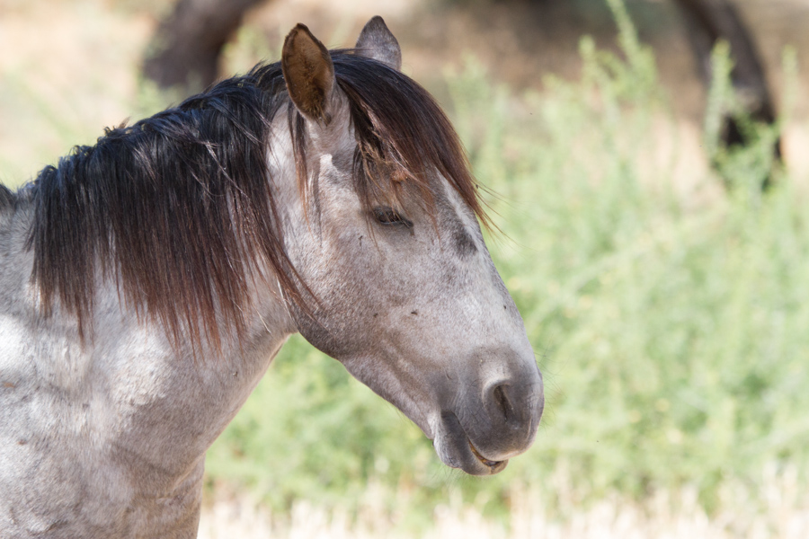 Wild Horse