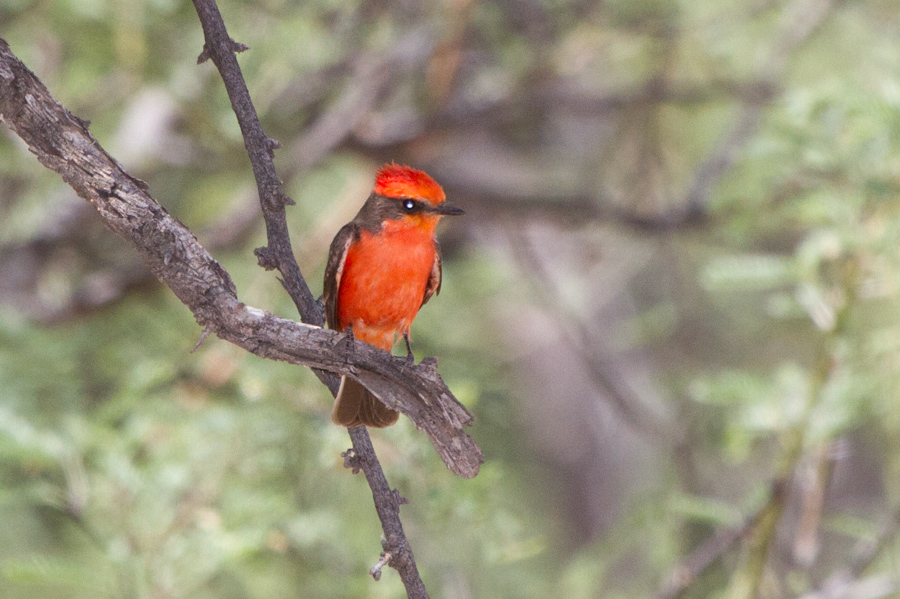 Vermilion Flycatcher