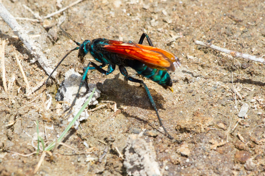 Pepsis Grossa Wasp