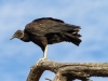 Black Vulture