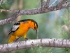 Bullock's Oriole