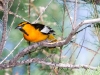 Bullock's Oriole