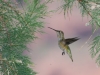 Anna's Hummingbird