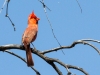 Northern Cardinal