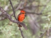 Vermilion Flycatcher