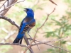 Blue Grosbeak