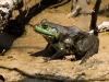 American Bullfrog