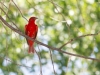 Summer Tanager