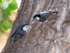 White-breasted Nuthatch