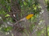 Yellow-breasted Chat