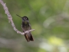 Rivoli's Hummingbird