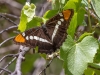 Arizona Sister Butterfly