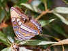 Arizona Sister Butterfly