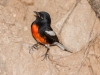 Painted Redstart