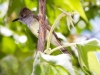 Brown-crested Flycatcher