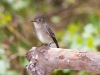 Western Wood-Pewee