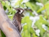 Arizona Woodpecker