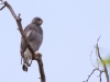 Gray Hawk