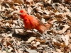 Summer Tanager