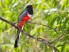 Elegant Trogon