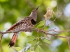 Northern Flicker