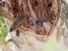 Northern Flicker and chicks