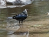 Bronzed Cowbird