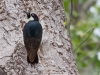 Acorn Woodpecker