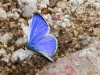 Southwest Azure