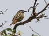 Sulfur-bellied Flycatcher