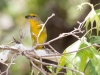 Female Summer Tanager