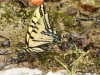 Two-tailed Swallowtail