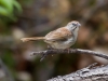 Rufous-crowned Sparrow