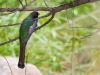 Elegant Trogon