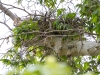 Gray Hawk nest