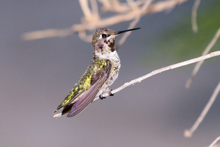 Anna\'s Hummingbird
