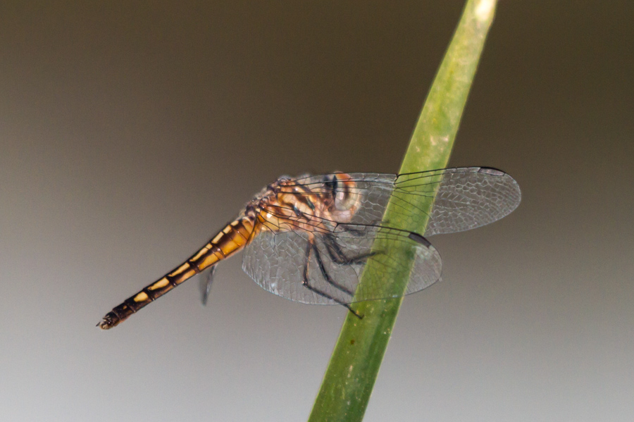 Blue Dasher Dragonfly