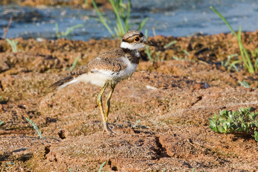 Killdeer