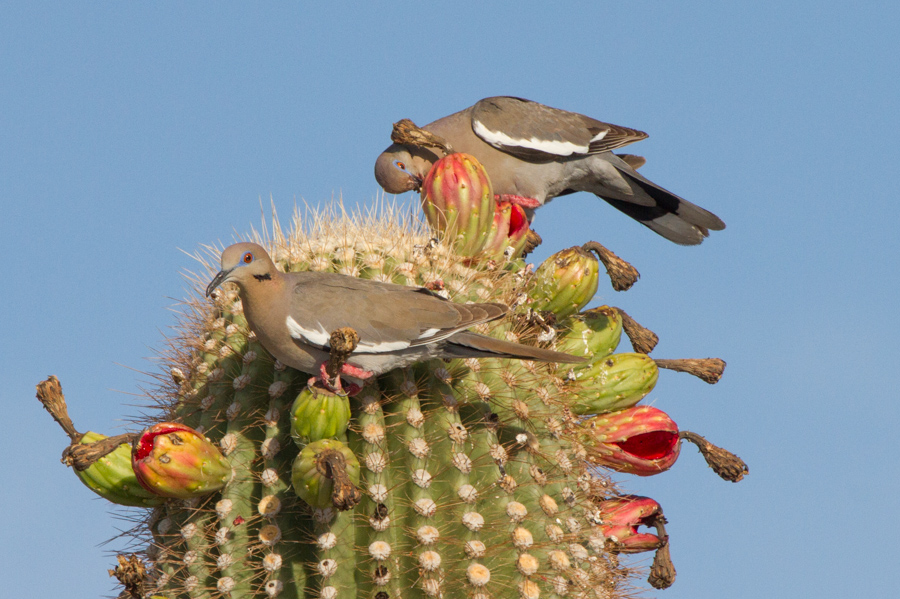 White-winged Dove