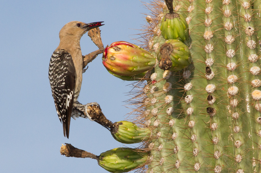 Gila Woodpecker