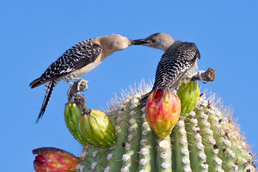 Gila Woodpecker