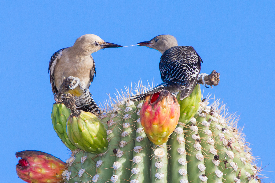 Gila Woodpecker