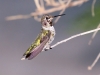 Anna's Hummingbird